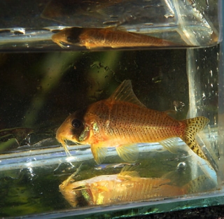 Brochis (sub-clade 3) sp. (C071)