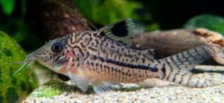 Brochis (sub-clade 3) sp. (C102)