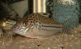 Brochis (sub-clade 3) sp. (C102)