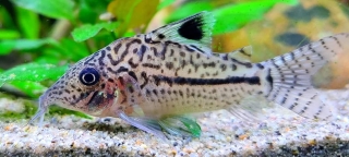 Brochis (sub-clade 3) sp. (C102)