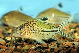 Brochis (sub-clade 3) sp. (C102)