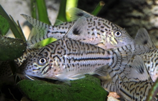 Brochis (sub-clade 3) sp. (C102)