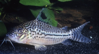 Brochis (sub-clade 3) sp. (C102)