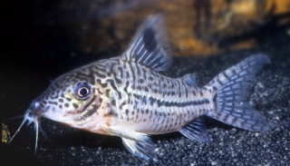 Brochis (sub-clade 3) sp. (C102)