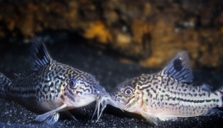 Brochis (sub-clade 3) sp. (C102)