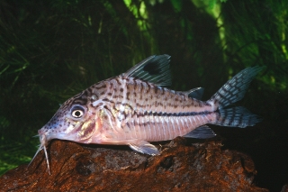 Brochis (sub-clade 3) sp. (C102)