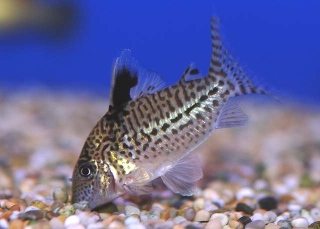 Brochis (sub-clade 3) sp. (C131)