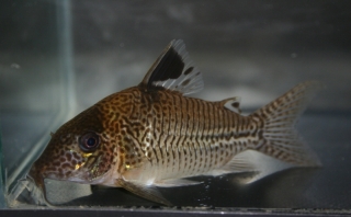 Brochis (sub-clade 3) sp. (C131)