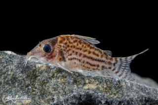 Brochis (sub-clade 3) sp. (C141)