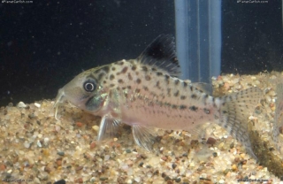 Brochis (sub-clade 3) sp. (Cw002)