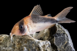 Brochis (sub-clade 3) sp. (Cw089)