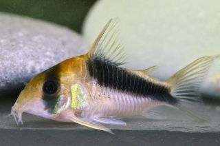 Brochis (sub-clade 3) sp. (Cw106)