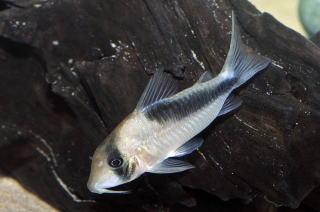 Brochis (sub-clade 3) sp. (Cw106)