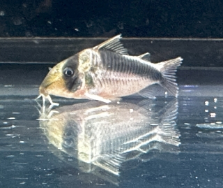 Brochis (sub-clade 3) sp. (Cw106)