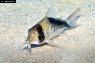 Brochis (sub-clade 3) sp. (Cw106)