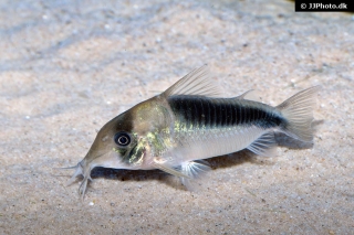 Brochis (sub-clade 3) sp. (Cw106)