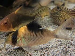 Brochis (sub-clade 3) sp. (Cw157)