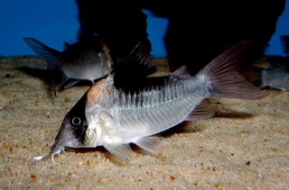 Brochis (sub-clade 3) sp. (Cw157)