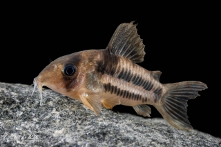 Brochis (sub-clade 3) sp. (Cw160)