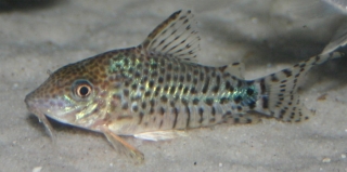 Brochis (sub-clade 3) spectabilis