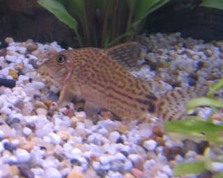 Brochis (sub-clade 3) spectabilis