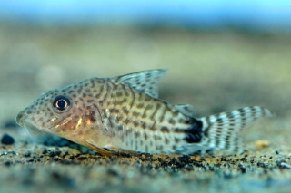 Brochis (sub-clade 3) spectabilis