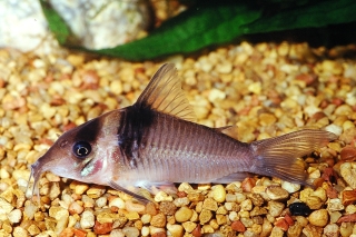 Brochis (sub-clade 3) virginiae