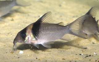 Brochis (sub-clade 3) virginiae