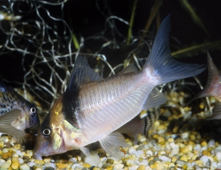 Brochis (sub-clade 3) virginiae