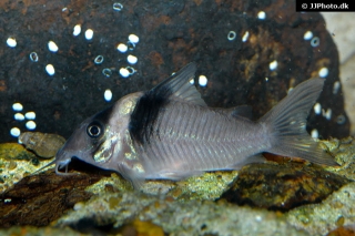 Brochis (sub-clade 3) virginiae