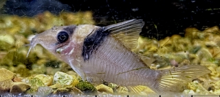 Brochis (sub-clade 3) virginiae