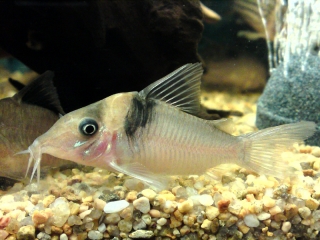 Brochis (sub-clade 3) virginiae