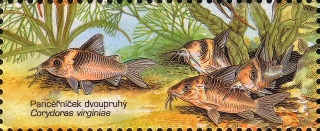 Brochis (sub-clade 3) virginiae