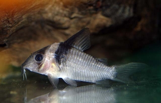 Brochis (sub-clade 3) virginiae