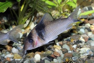 Brochis (sub-clade 3) virginiae