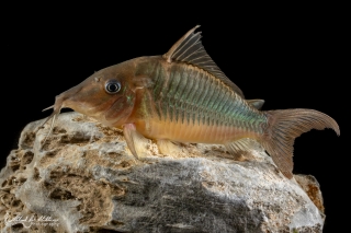 Brochis multiradiata