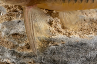 Brochis multiradiata