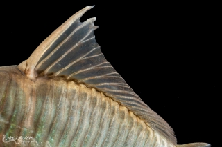 Brochis multiradiata