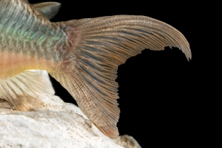 Brochis multiradiata