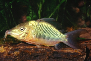 Brochis multiradiata