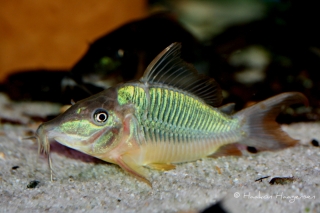 Brochis multiradiata