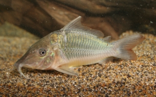 Brochis multiradiata