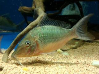 Brochis multiradiata