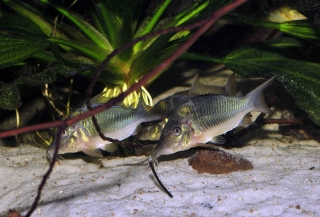 Brochis multiradiata