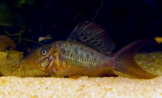 Brochis multiradiata