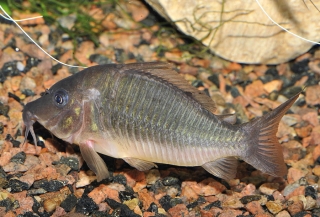 Brochis multiradiata