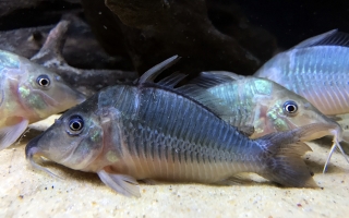 Brochis multiradiata