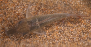 Brochis multiradiata