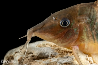 Brochis multiradiata