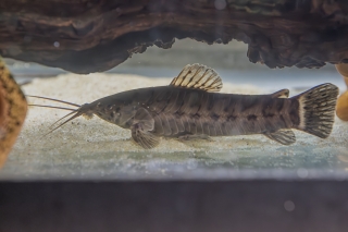 Callichthys serralabium